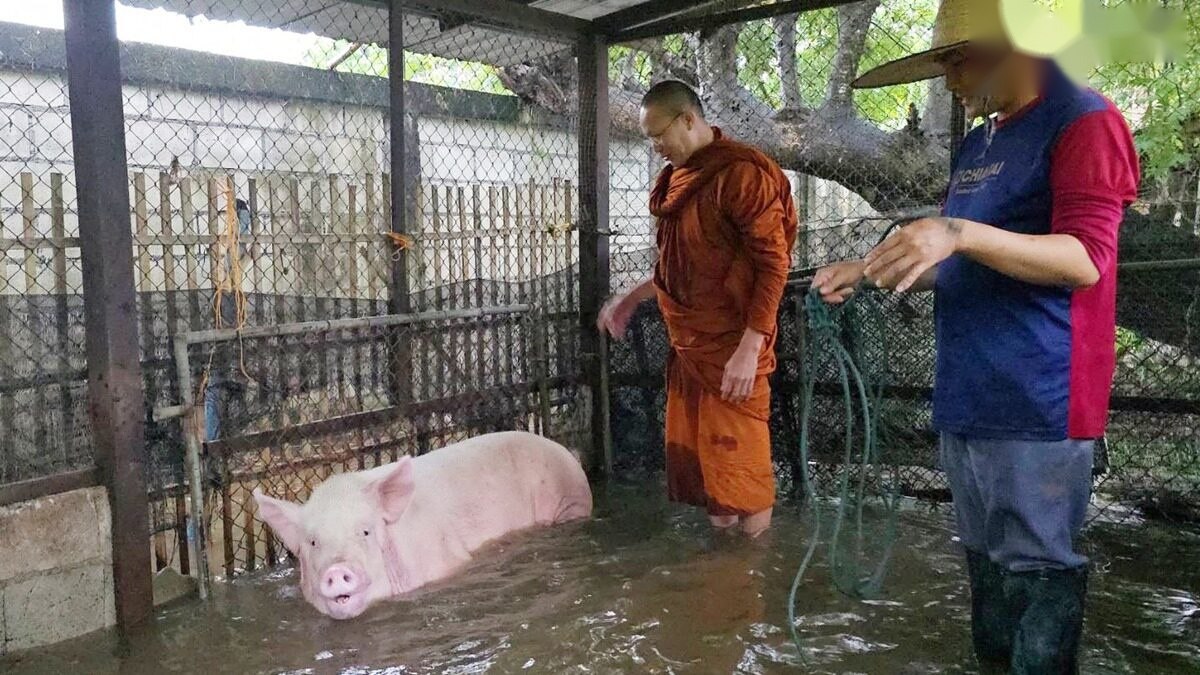 清迈 暴雨洪水 动物救援