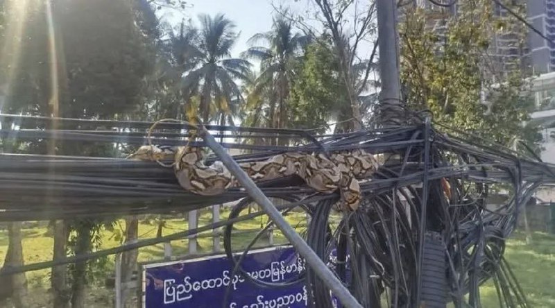 仰光街头WiFi线上挂着大蟒蛇