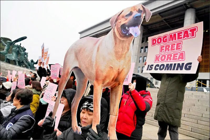 韩国禁食狗肉法将于明年生效 数十万食用犬去向引发关注