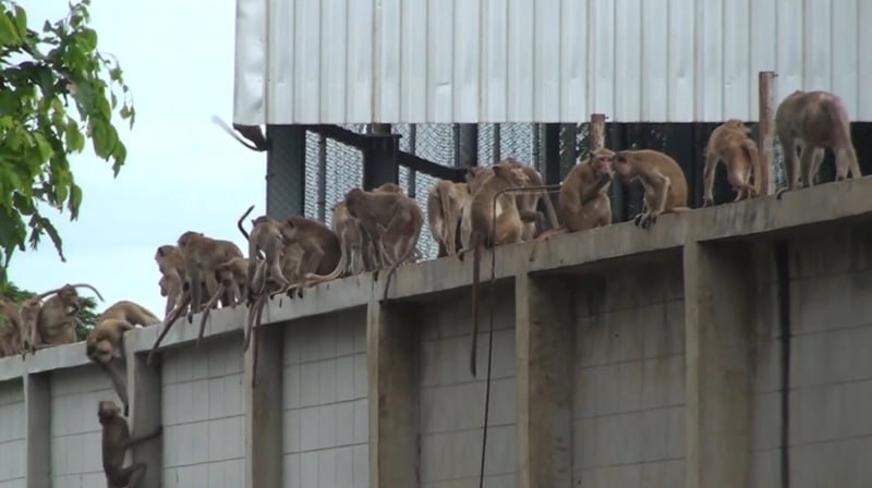 泰国“猴城”数百只猴群越笼出逃