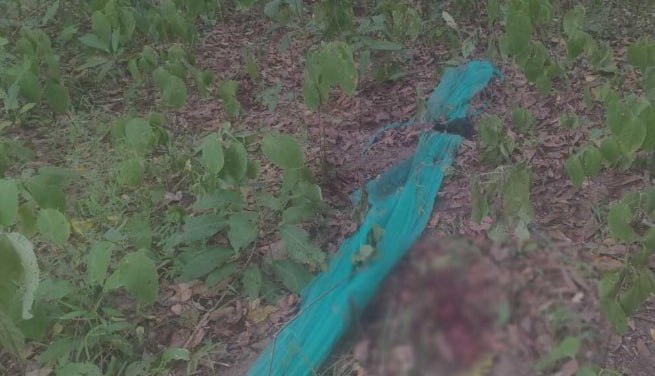 泰国国家公园厅厅长下令抓捕老虎 靠近工作人员死亡地点 估计不超5只